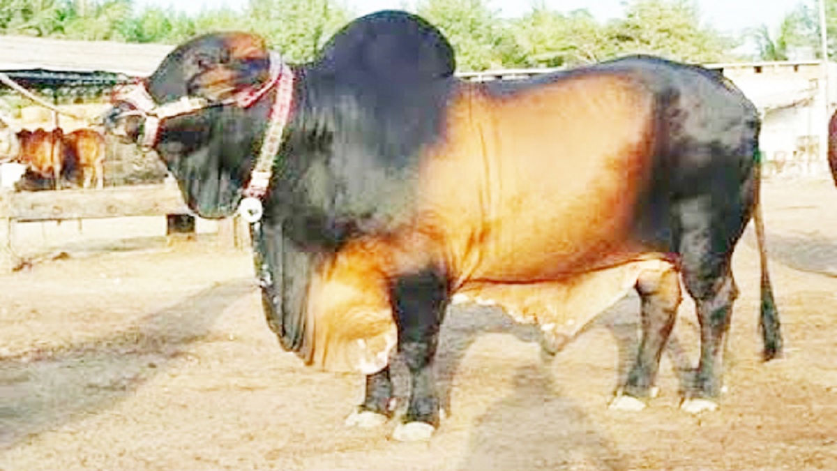 কোরবানির পশু জবাই করার নিয়ম