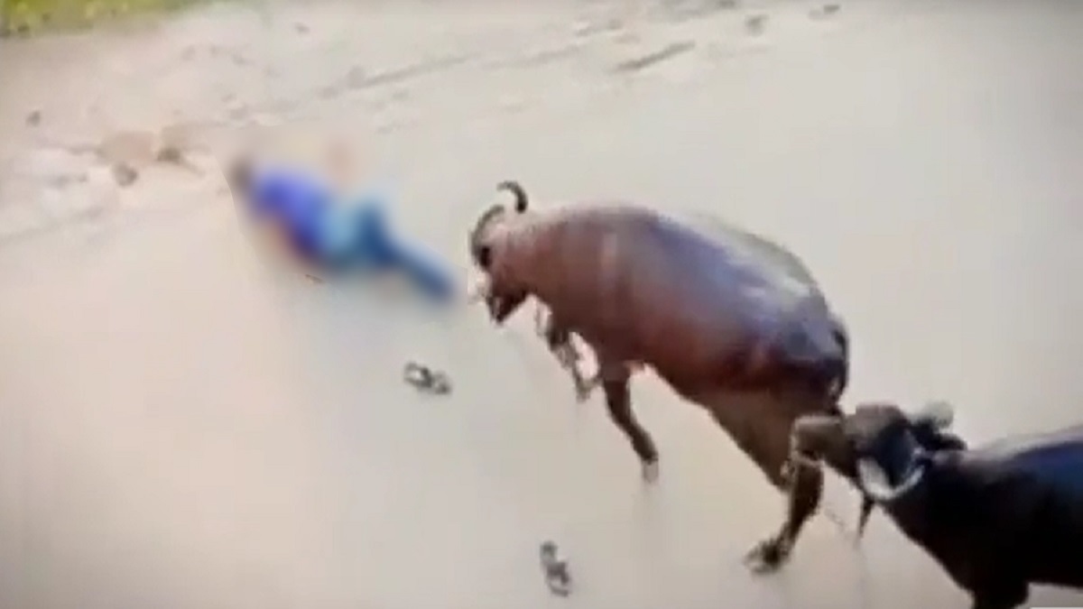 আশুগঞ্জে কোরবানির মহিষের আক্রমণে পথচারী গুরুতর আহত, ভিডিও ভাইরাল