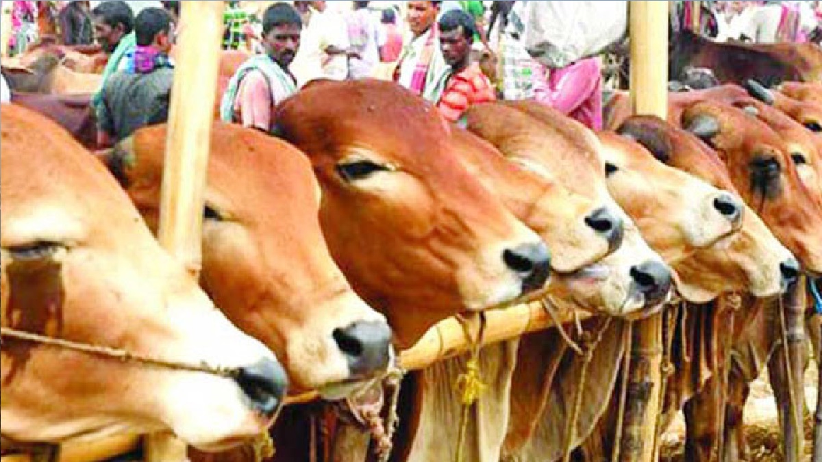 কোরবানির জন্য সুস্থ গরু চেনার উপায়