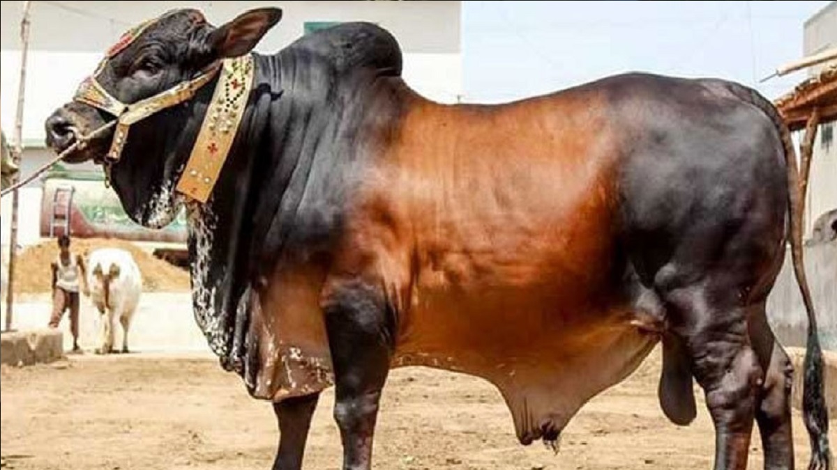 সবচেয়ে বেশি গরু-মহিষ কোরবানি হয়েছে চট্টগ্রামে