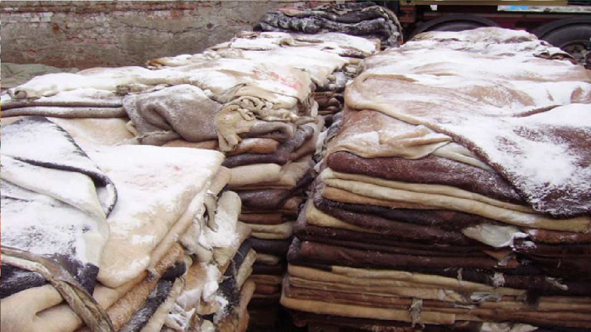 লবণ ও শ্রমিকের বাড়তি খরচের জন্য বেড়েছে চামড়া সংরক্ষণের ব্যয়