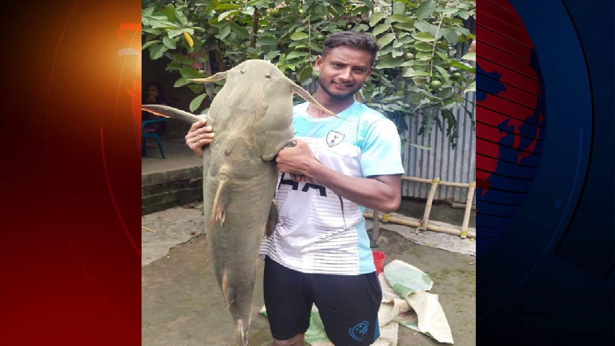 শখে মাছ ধরতে গিয়ে জালে ধরা পড়লো ৩০ কেজি ওজনের বাঘাইড় মাছ!