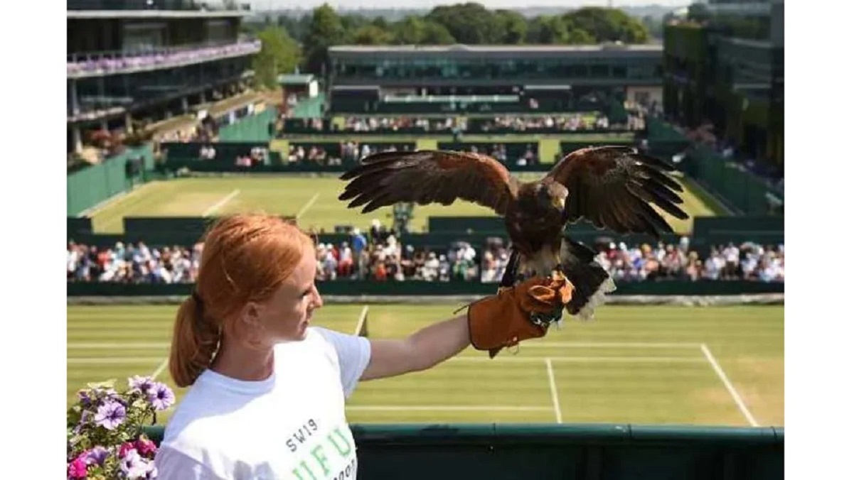 ‘রুফুস দ্য হক’; উইম্বলডনে উপদ্রব করা পাখিদের তাড়ায় এই বাজপাখি