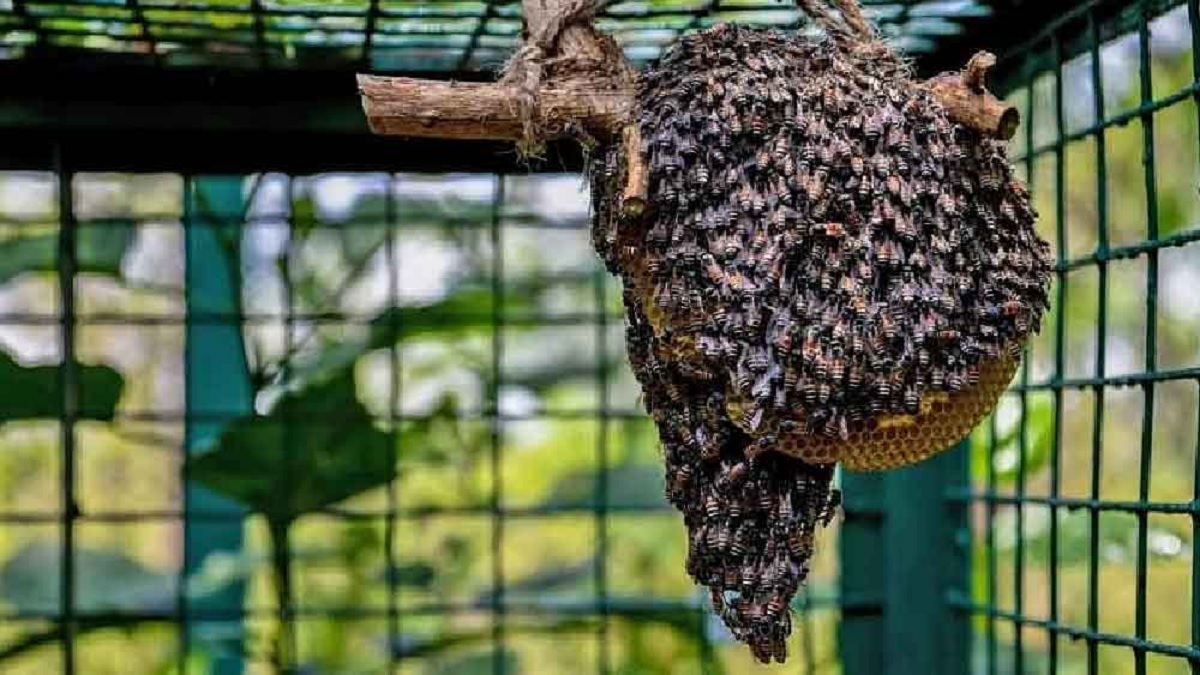 মৌমাছির হামলায় আহত ২০, তিন শিশুর অবস্থা আশঙ্কাজনক