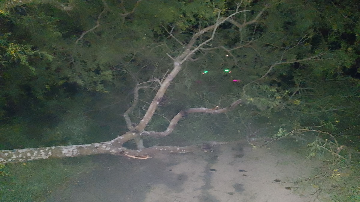 চুয়াডাঙ্গায় সড়কে গাছ ফেলে ঘণ্টাব্যাপী ডাকাতি, ৩০ লাখ টাকা ও স্বর্ণালঙ্কার লুট