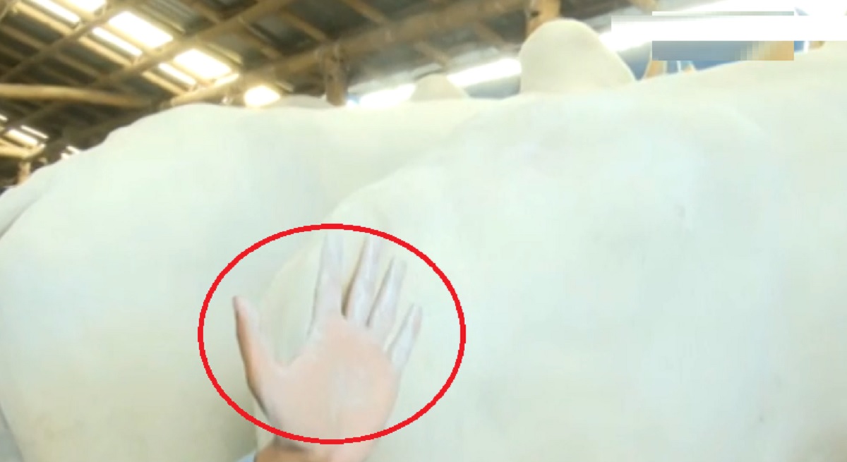 চট্টগ্রামে ক্রেতা ঠকাতে বেপারিদের অভিনব প্রতারণা, পাউডার দিয়ে ঢাকা হয়েছে গরুর ক্ষতস্থান