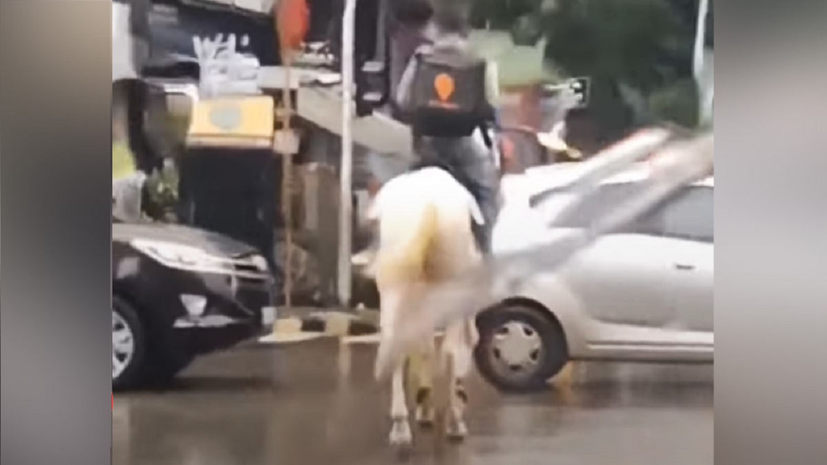 প্রবল বৃষ্টি-যানজট, ঘোড়ায় চড়ে খাবার পৌঁছালেন ডেলিভারি বয়!