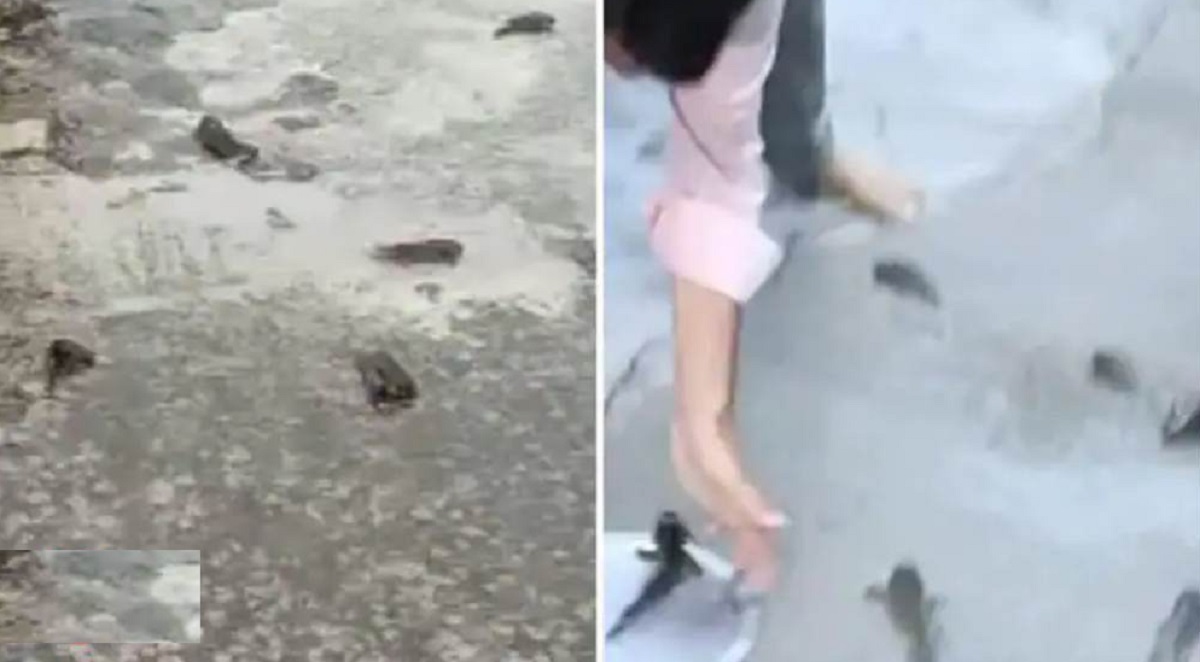 তেলেঙ্গানায় পর পর দুই দিন মাছবৃষ্টি! (ভিডিও)