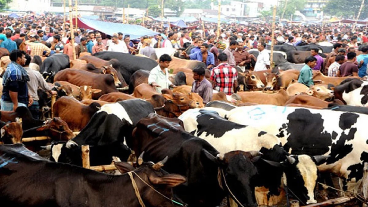 রাজধানীতে হাটের শেষ দিনে বেড়েছে ছোট গরুর দাম
