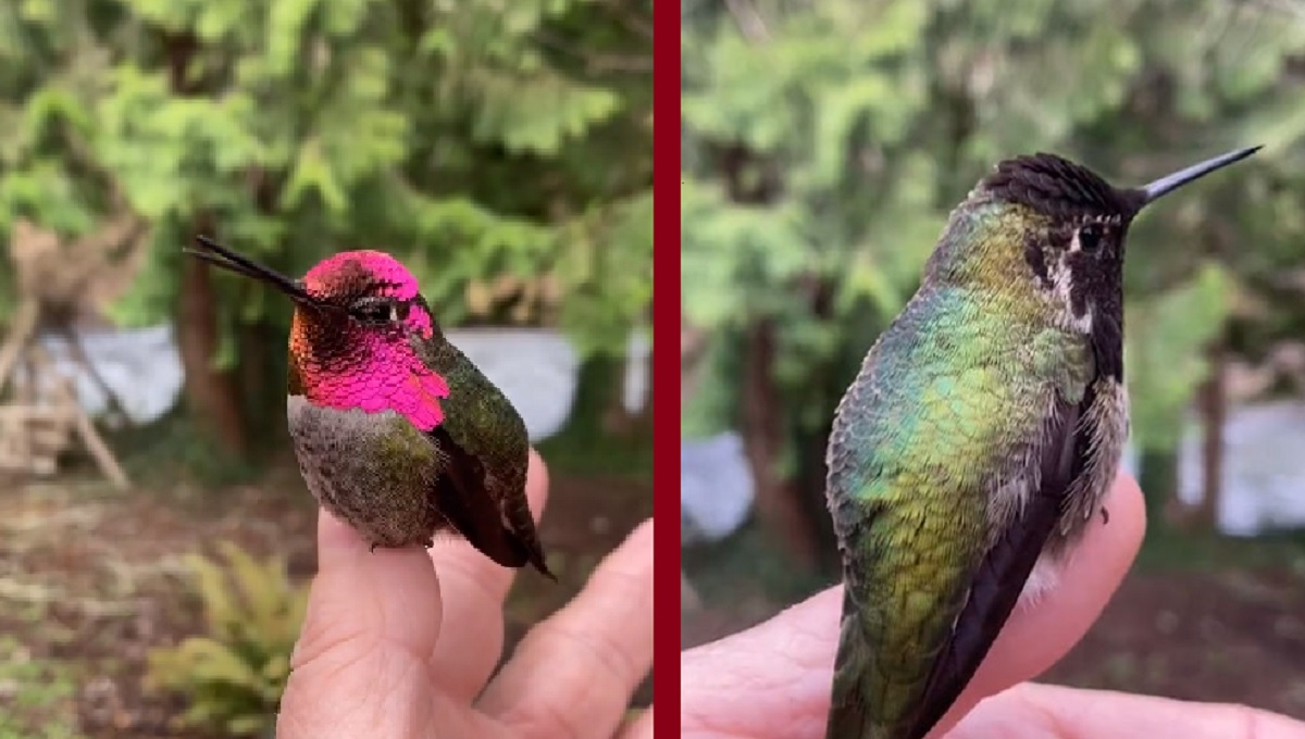 নড়াচড়া করলেই বদলে যাচ্ছে হামিংবার্ডের রং! (ভিডিও)