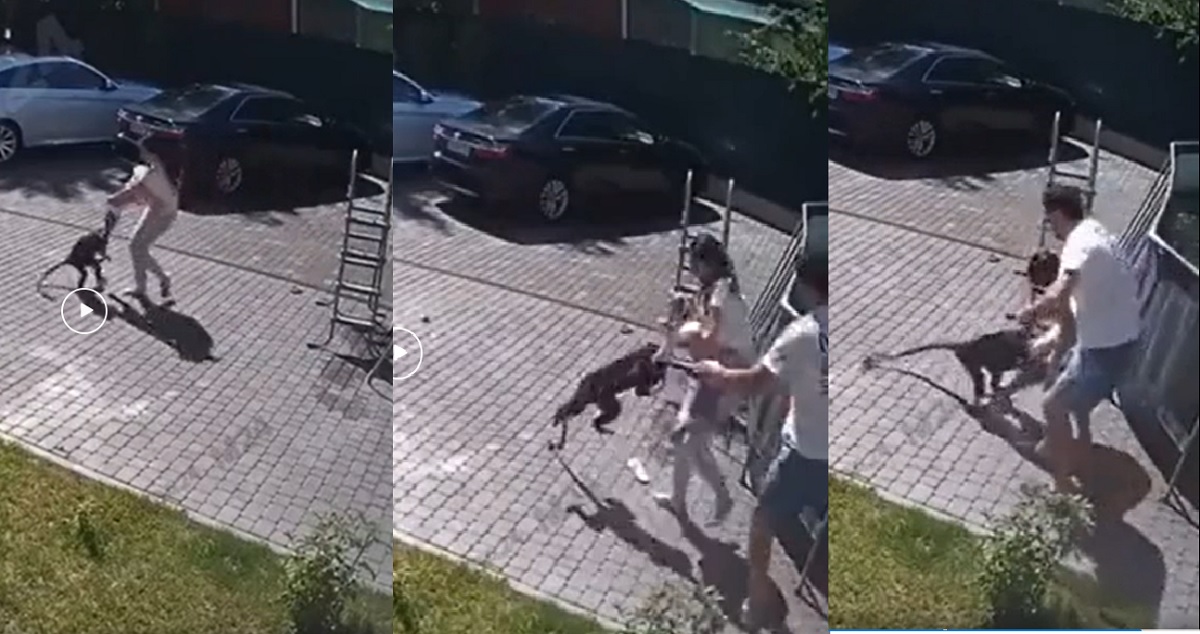 মায়ের হাত থেকে দুই বছরের শিশুকে কেড়ে নিচ্ছে হনুমান! (ভিডিও)