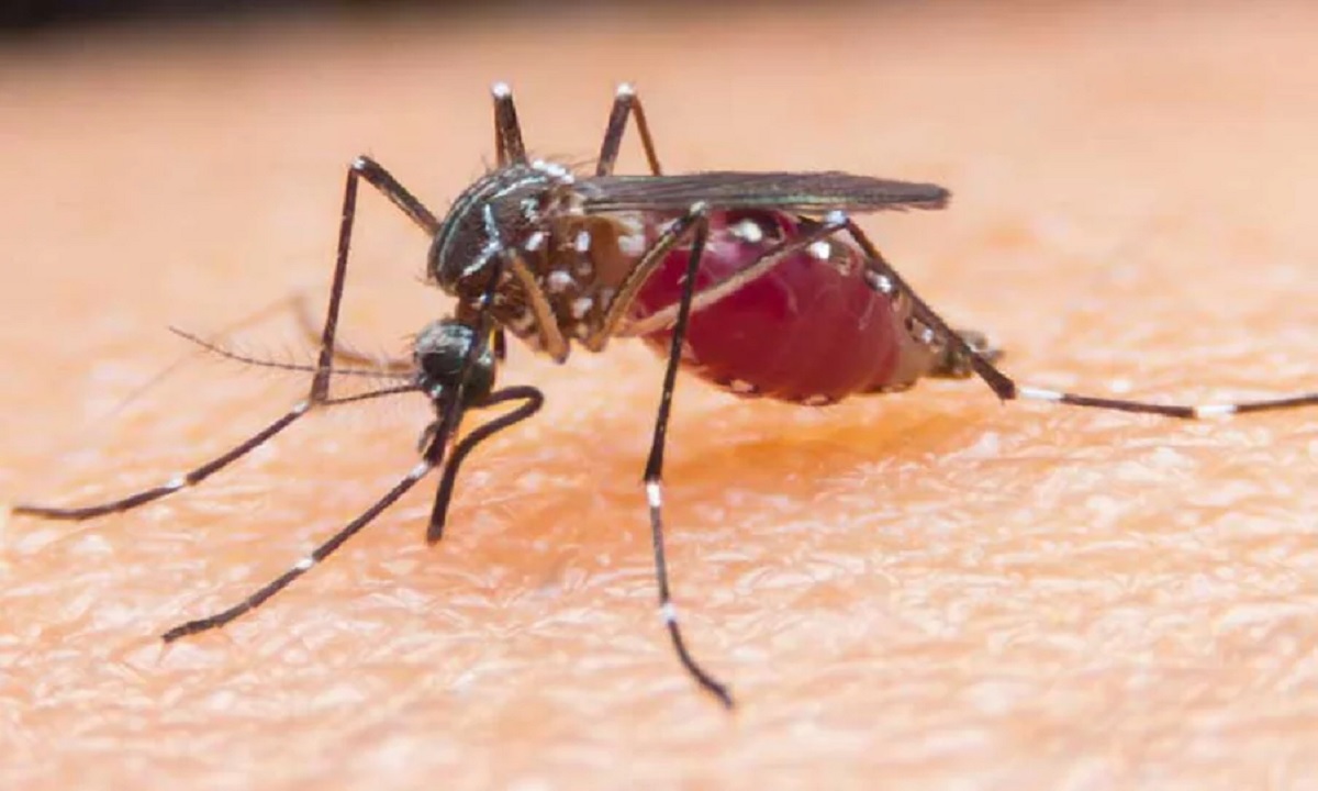 মশা কাদের বেশি কামড়ায়?