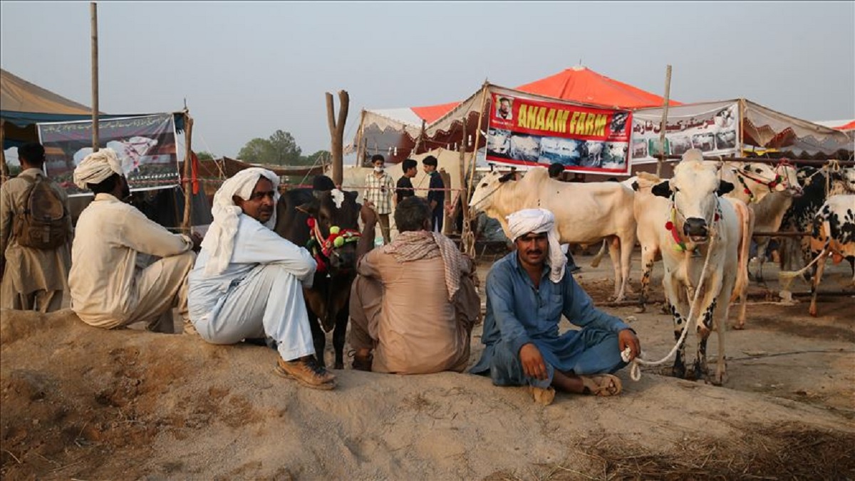 চড়া মূল্যের কারণে কোরবানির পশু কিনতে পারছেন না সাধারণ পাকিস্তানিরা