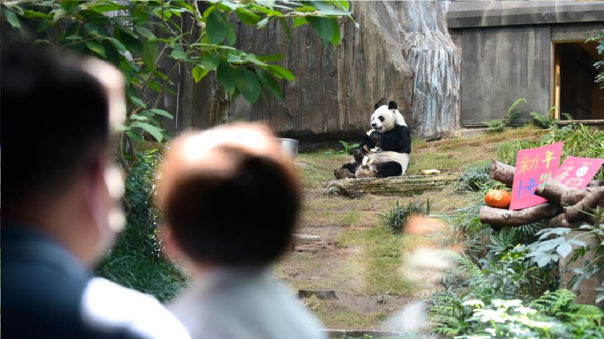 মারা গেলো বিশ্বের বয়স্ক পুরুষ পান্ডা