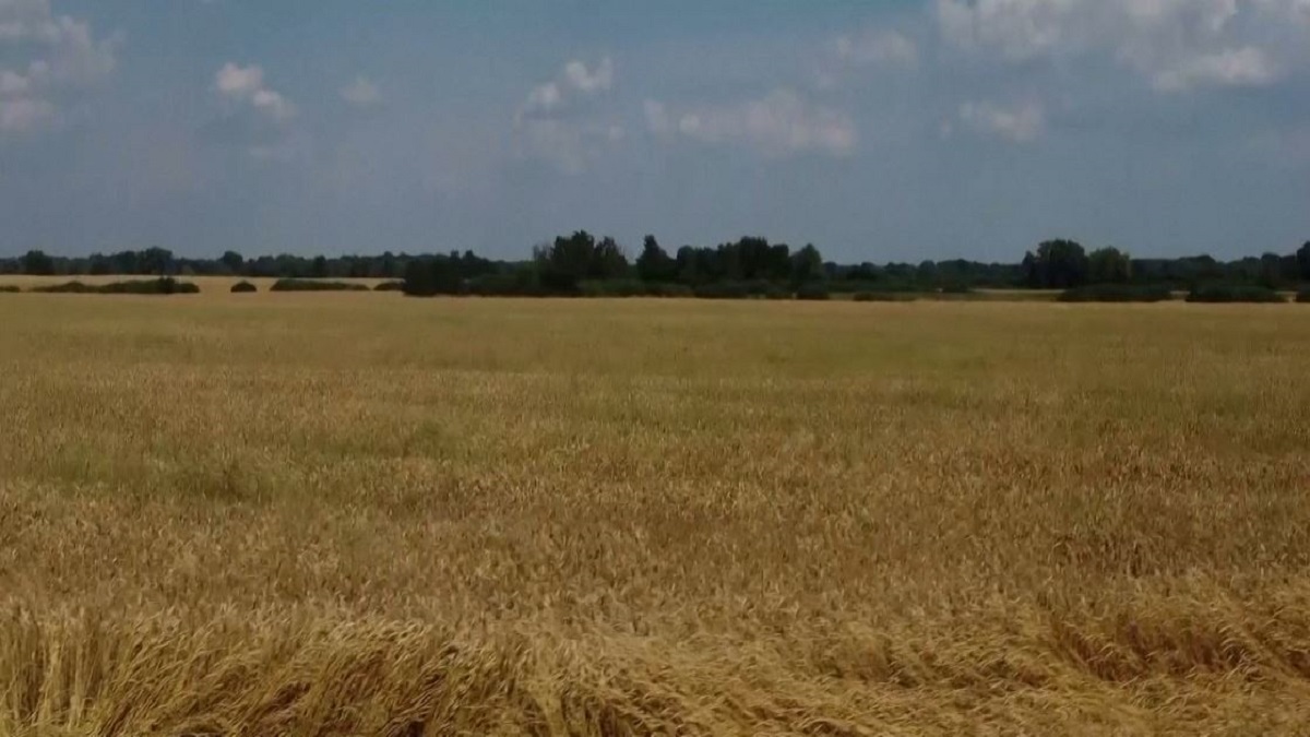 দুশ্চিন্তায় ইউক্রেনের কৃষকরা, গুদামে জায়গা নেই নতুন শস্য রাখার