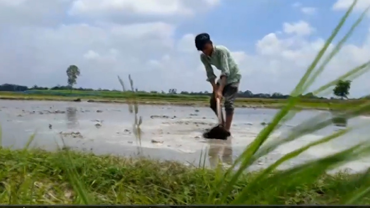 ঠাকুরগাঁওয়ে বৃষ্টির অভাবে আমন উৎপাদনের লক্ষ্যমাত্রা অর্জন নিয়ে শঙ্কা