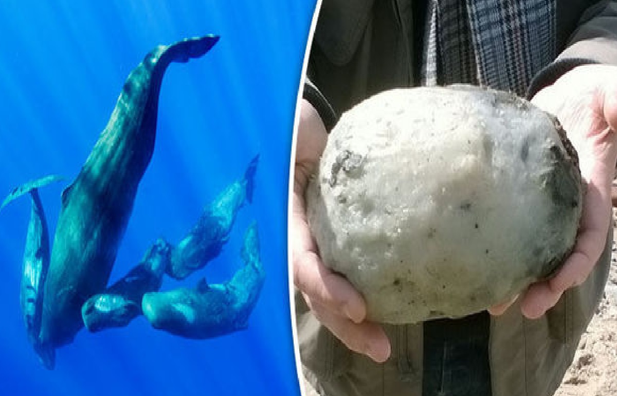 ভারতে পাওয়া গেলো মূল্যবান ‘তিমির বমি’, দাম ২৮ কোটি রুপি