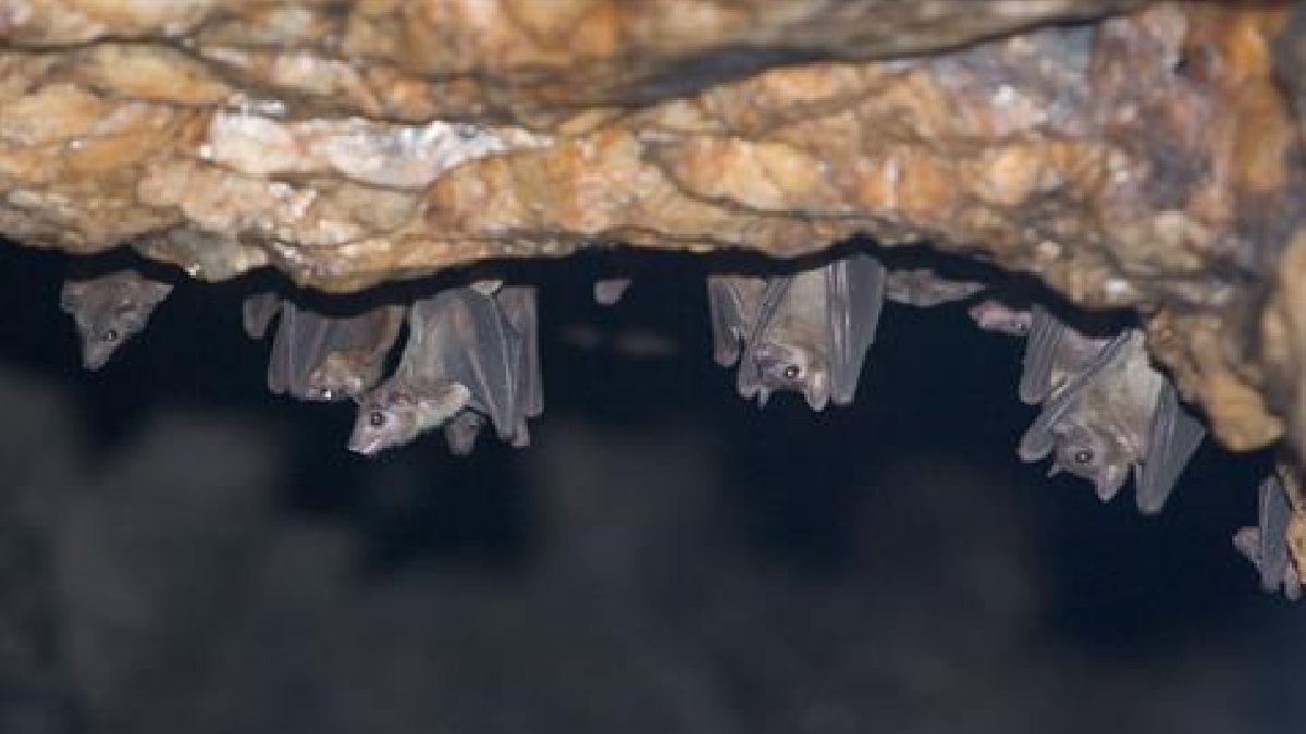 ঘানায় অতি সংক্রামক মারবার্গ ভাইরাসের সংক্রমণ