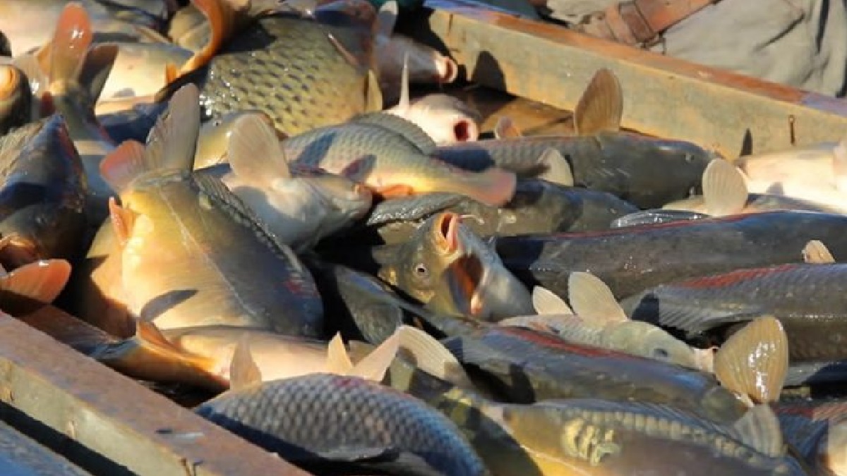 মাছ উৎপাদনে সারাদেশে দ্বিতীয় অবস্থানে কুমিল্লা