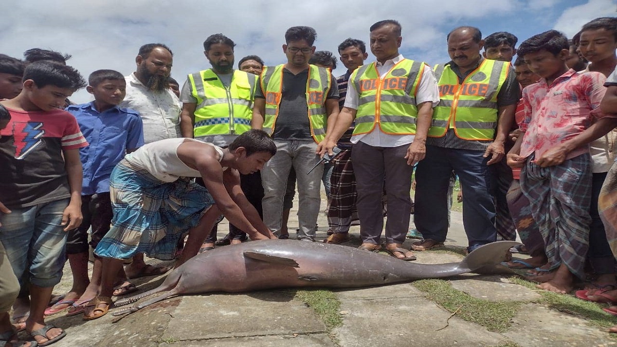 লক্ষ্মীপুরের মেঘনায় ভেসে উঠল মৃত ডলফিন