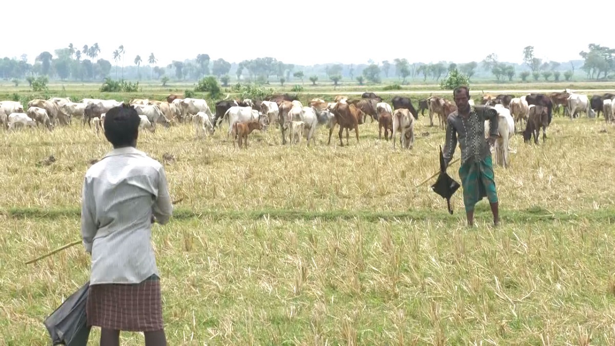 গরুর ডে-কেয়ার সেন্টার, ঝিনাইদহে ব্যতিক্রমী এক পেশা
