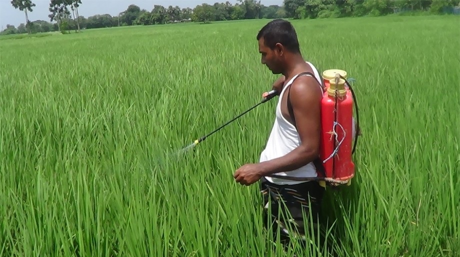 সার ও কীটনাশক সংকটে দিশেহারা কুড়িগ্রামের চাষি
