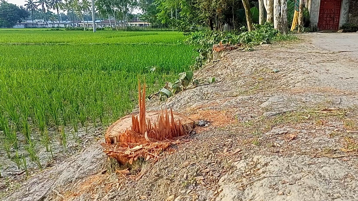 শোক দিবসের অনুষ্ঠানের অজুহাতে আ.লীগ নেতার বিরুদ্ধে সড়কের গাছ কেটে নেয়ার অভিযোগ