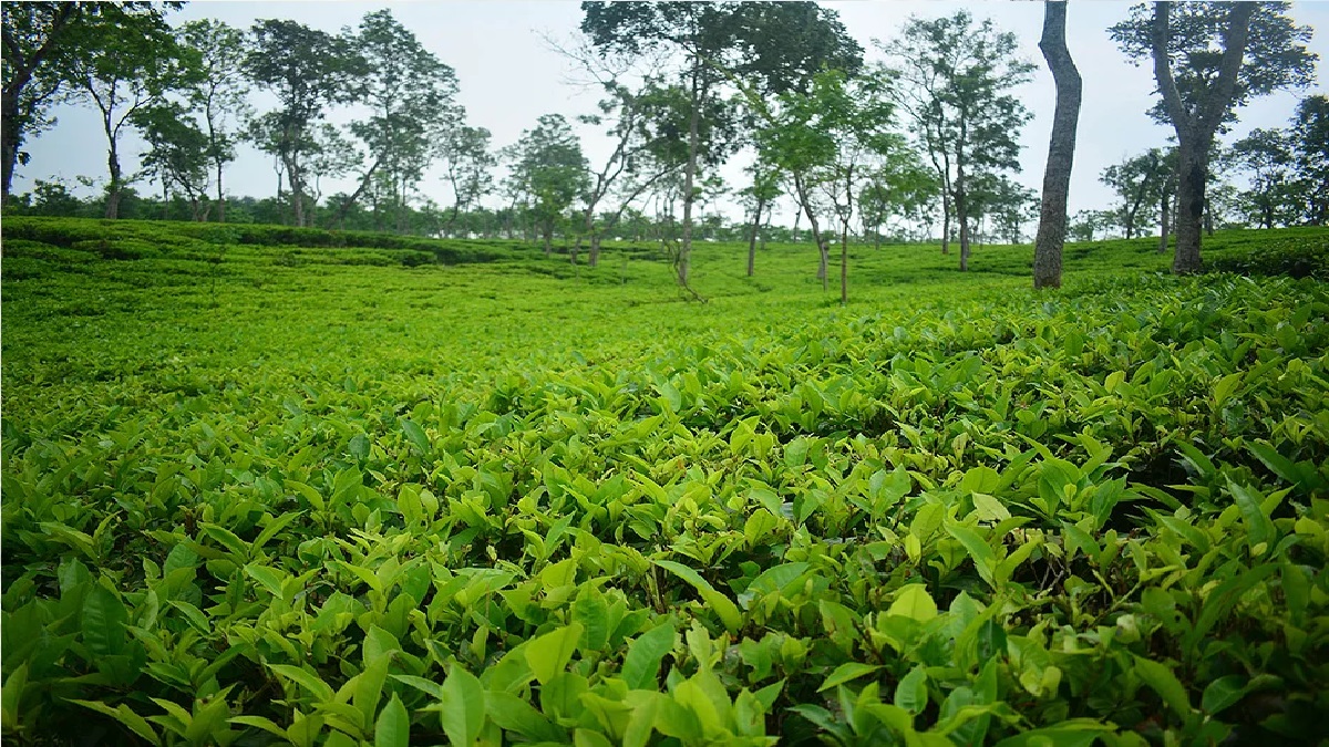 শ্রীমঙ্গলে সেপটিক ট্যাংকের বিষক্রিয়ায় ৪ তরুণের মৃত্যু