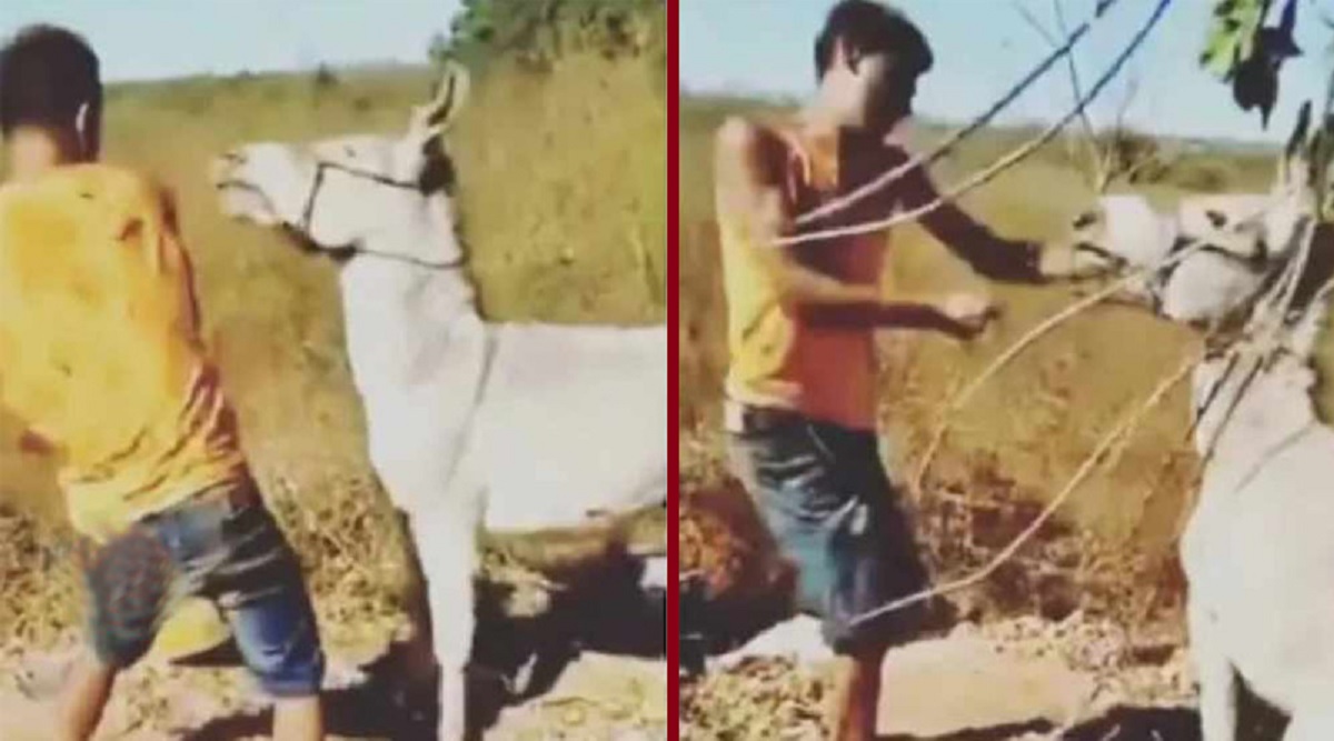 গাধাকে চড়-লাথি মালিকের, পিঠে চড়তেই বদলা নিলো পোষ্য! (ভিডিও)