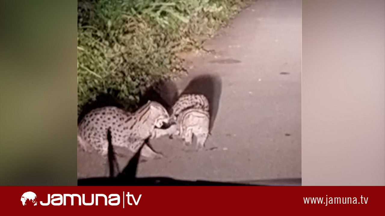 পূর্বাচলে দেখা মিলেছে জোড়া ‘বাঘ’ শাবকের (ভিডিও)