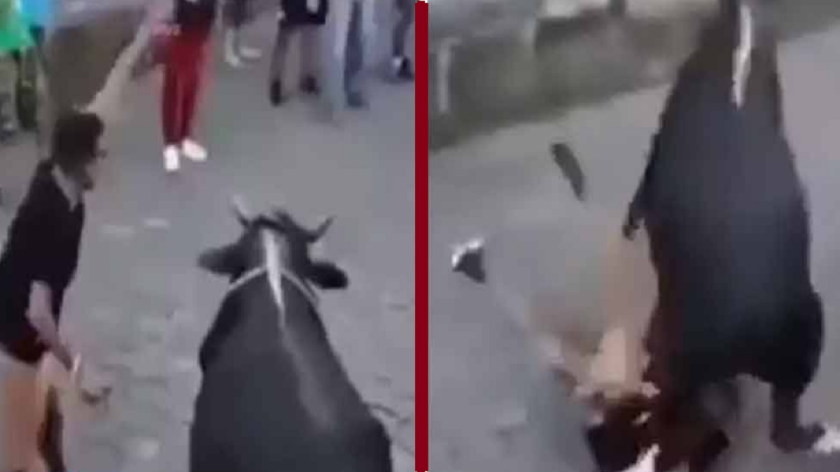 ষাঁড়ের শিং ধরতেই ফল পেলেন হাতে হাতে! (ভিডিও)