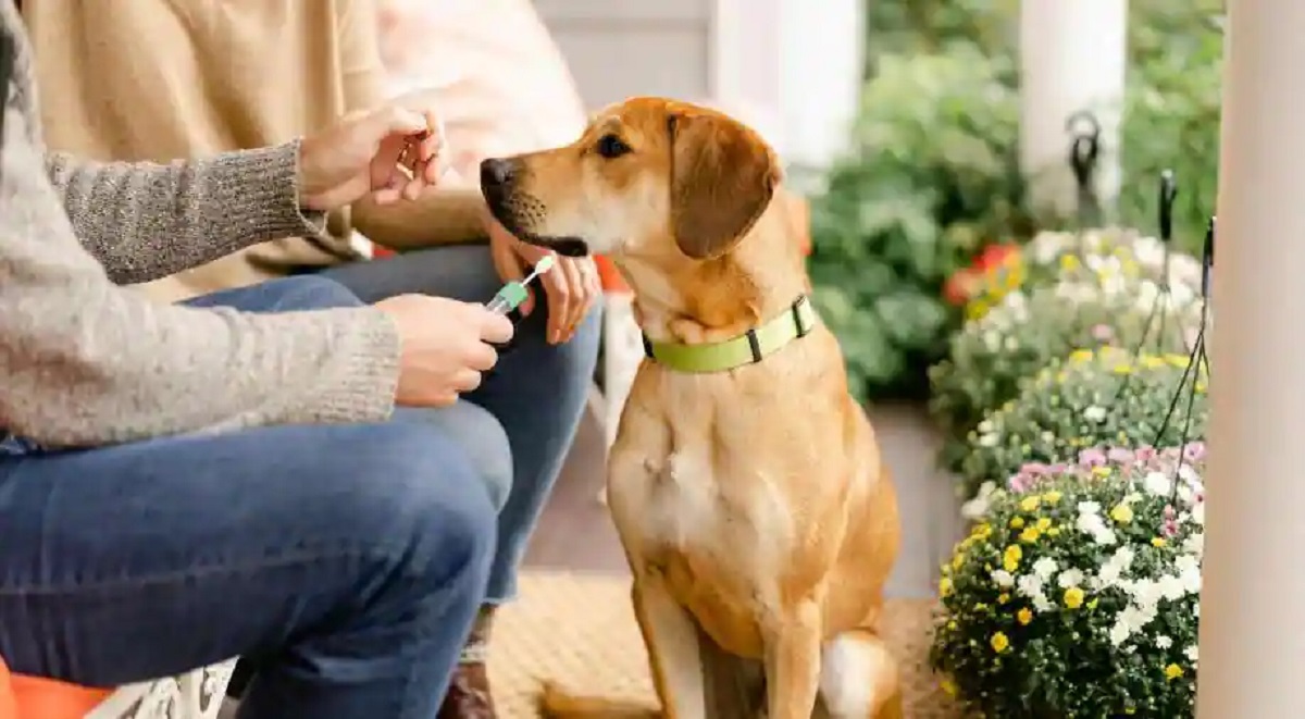 প্রথমবারের মতো মাঙ্কিপক্সে আক্রান্ত কুকুর