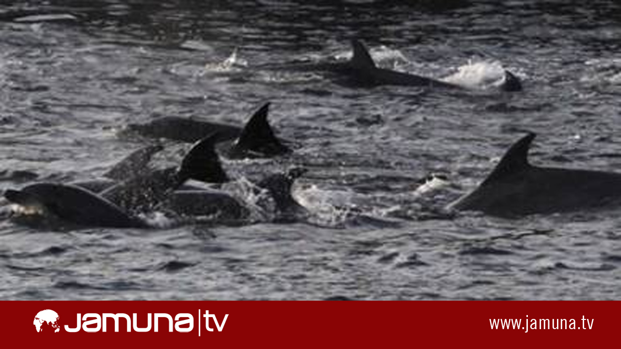 কিউই সাগরতীরে আটকা ডলফিনকে ভেজা তোয়ালে জড়িয়ে দীর্ঘক্ষণ বাঁচিয়ে রাখেন স্বেচ্ছাসেবীরা