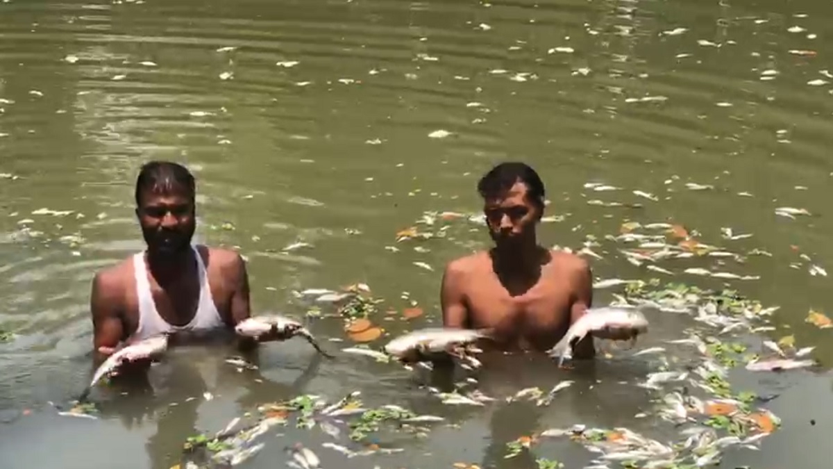 ধামরাইয়ে পুকুরে বিষ দিয়ে মাছ নিধনের অভিযোগ