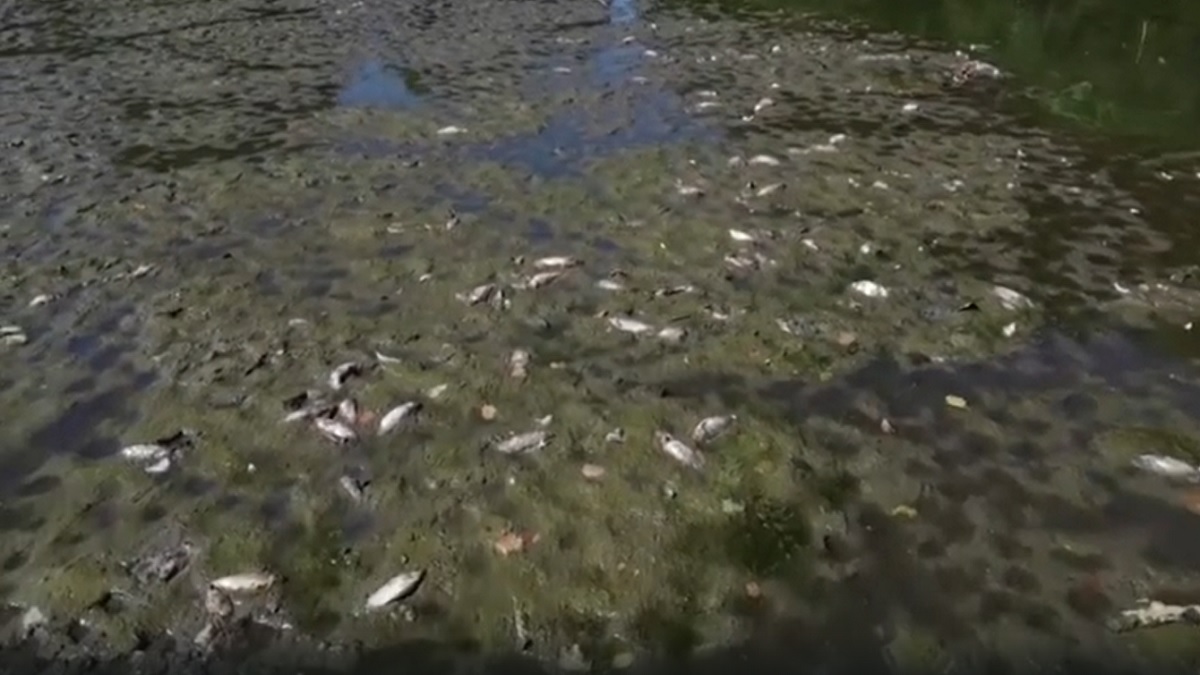 প্রচণ্ড দাবদাহে ফ্রান্সের জলাশয়ে ঝাঁকে ঝাঁকে মৃত মাছ