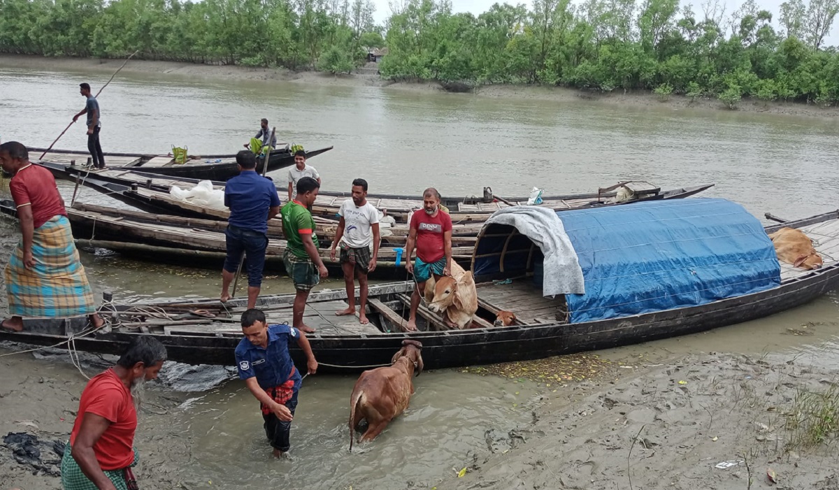 সুন্দরবনে গাছে বাঁধা অবস্থায় নয়টি ভারতীয় গরু জব্দ