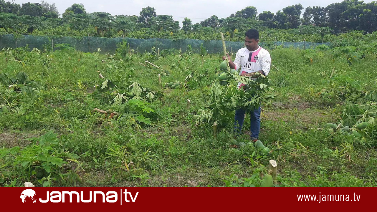 পঞ্চগড়ে রাতের আঁধারে প্রবাসীর বাগানের ৬ হাজার গাছ কাটলো দুর্বৃত্তরা
