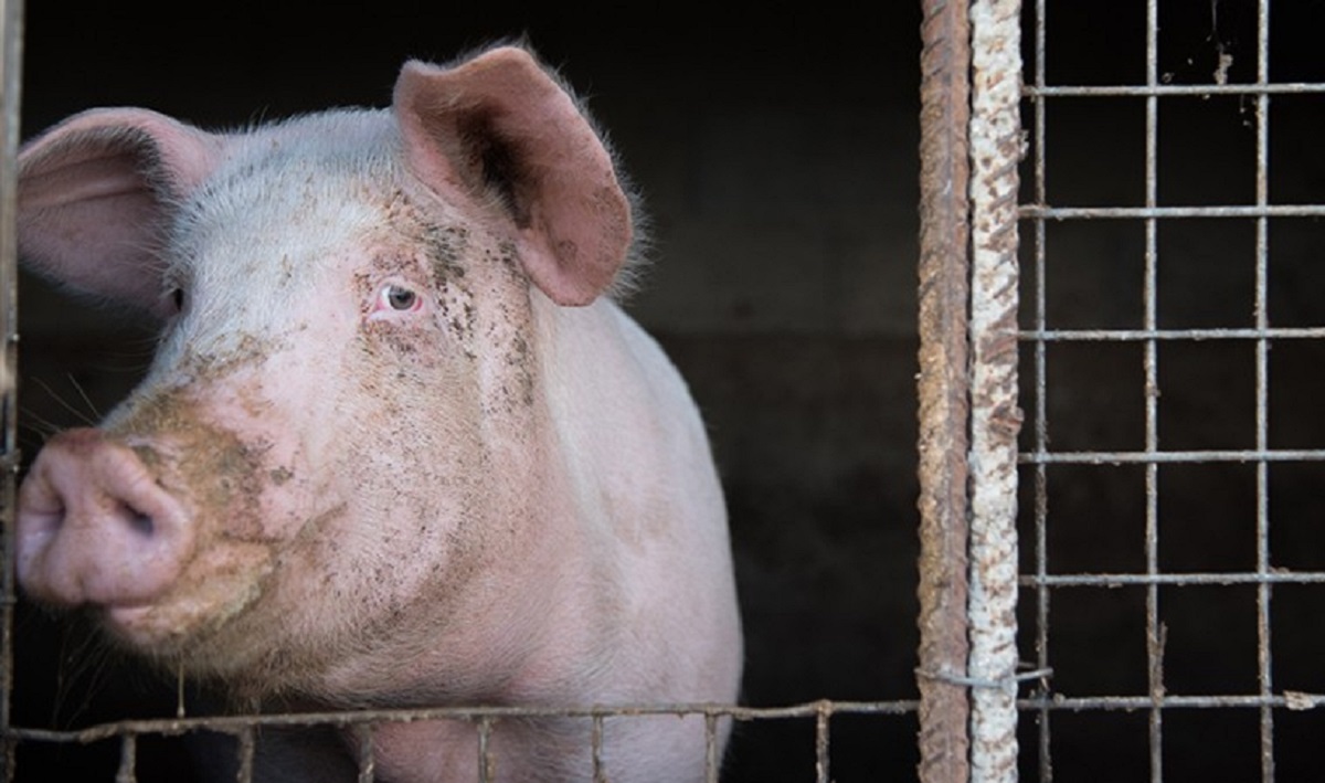 মৃত্যুর পরও শুকরের অঙ্গ-প্রতঙ্গ সচল করতে সক্ষম মার্কিন বিজ্ঞানীরা!