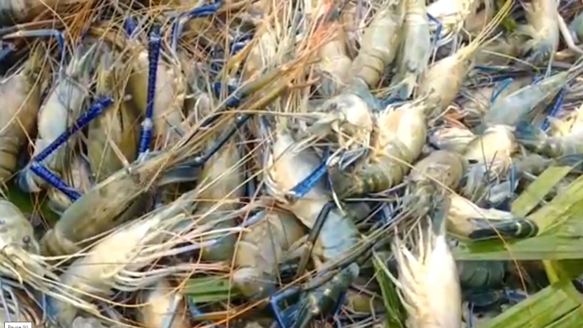 চাঁদপুরে বিষাক্ত জেলি পুশ করা চিংড়ি জব্দ