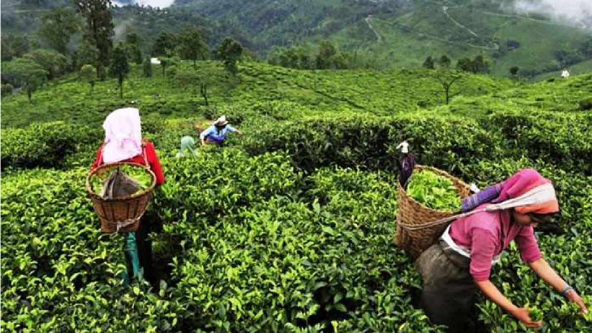 পঞ্চগড়ে দেশের তৃতীয় চা নিলাম বাজার চালু হচ্ছে আজ