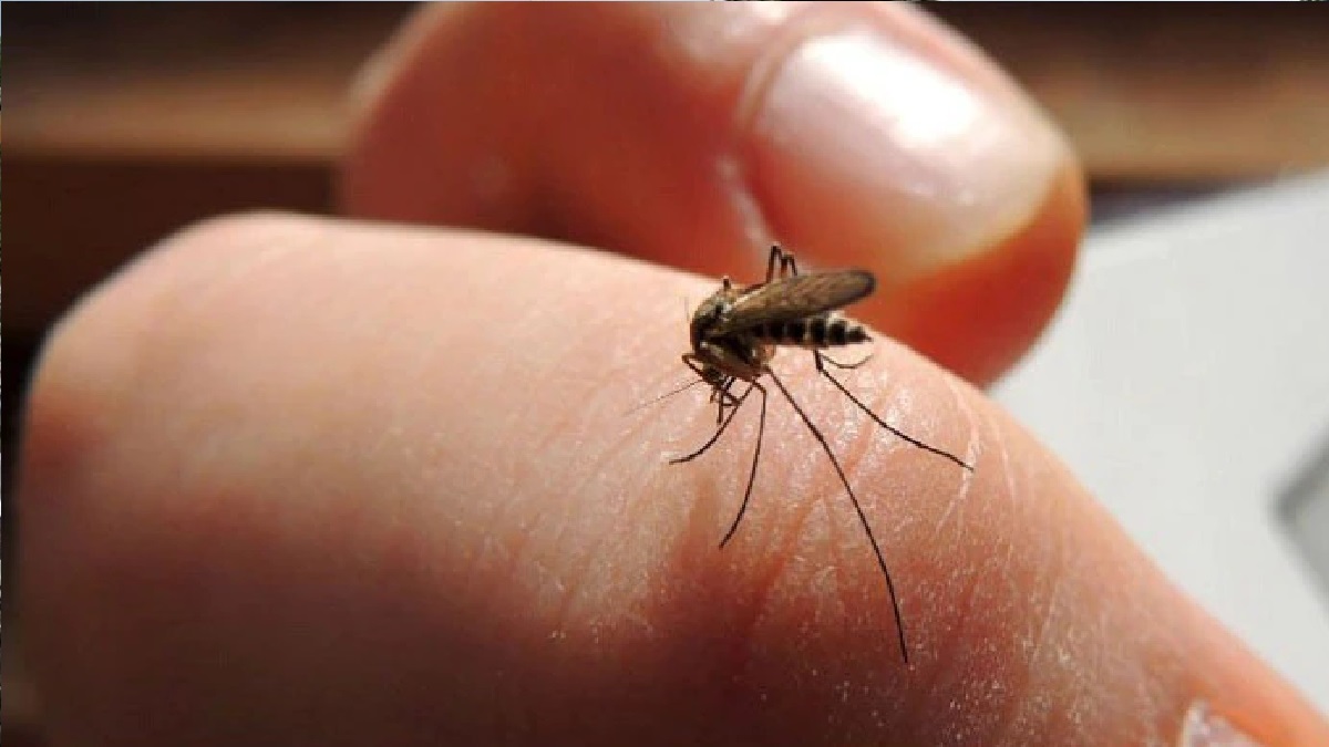 আজ বিশ্ব মশা দিবস