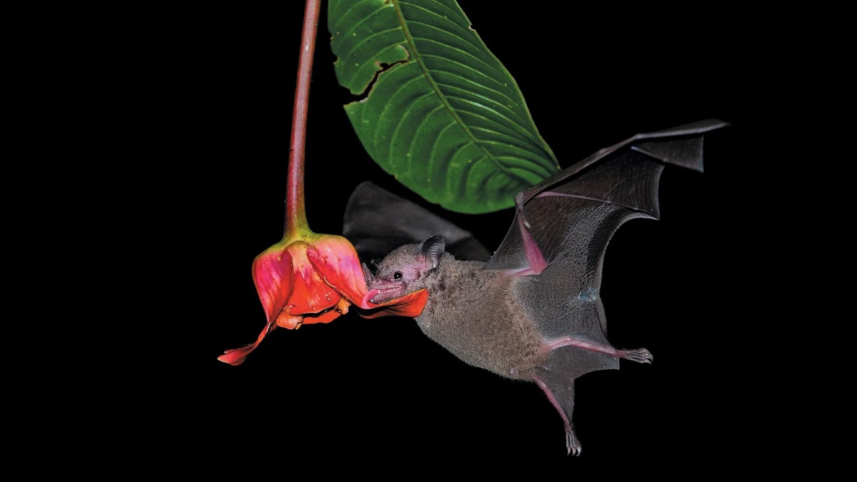 বাদুড়ের দেহে পাওয়া গেছে করোনার মতো আরেকটি ভাইরাস
