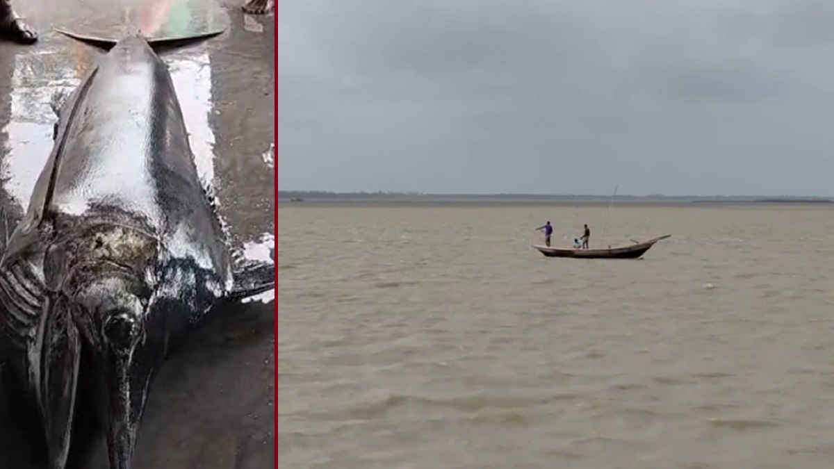 বঙ্গোপসাগরে মাঝির জালে বিশালকায় পাখি মাছ