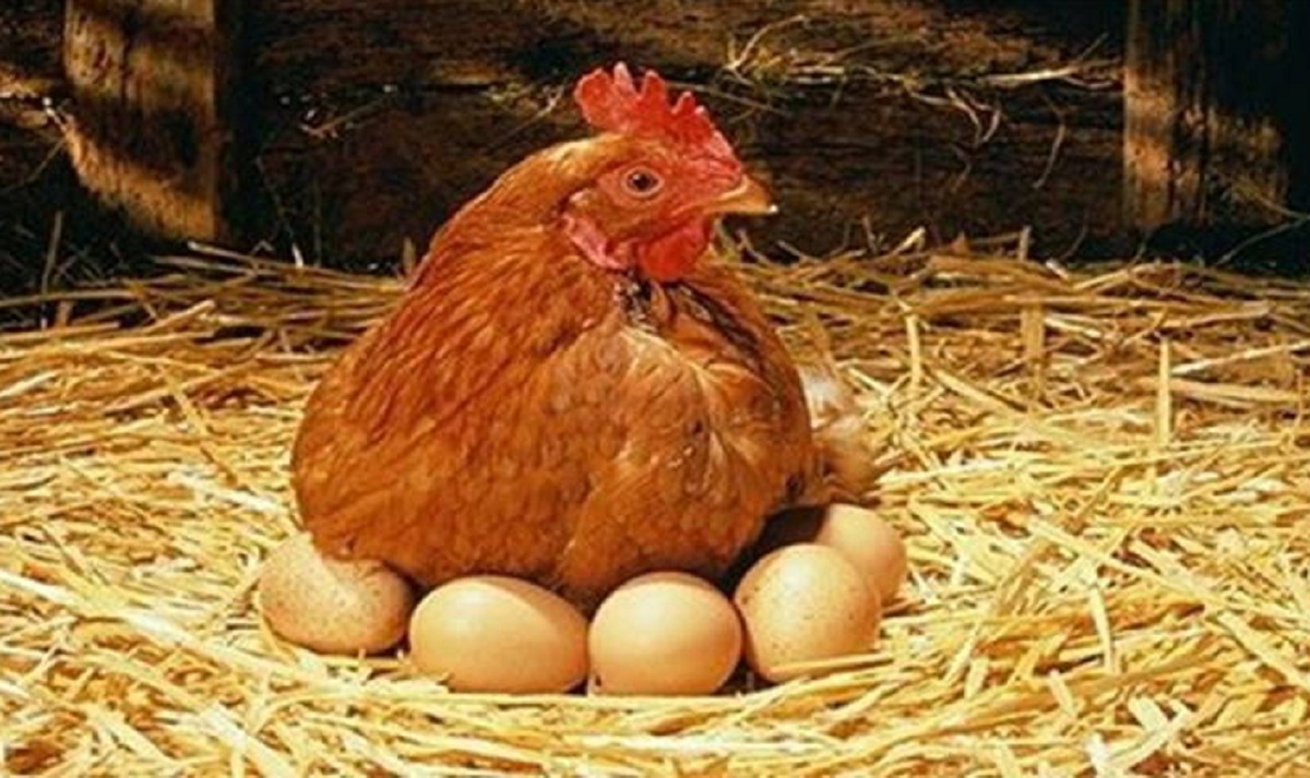 ডিম ও মুরগির বাজারে ফের অস্থিরতা