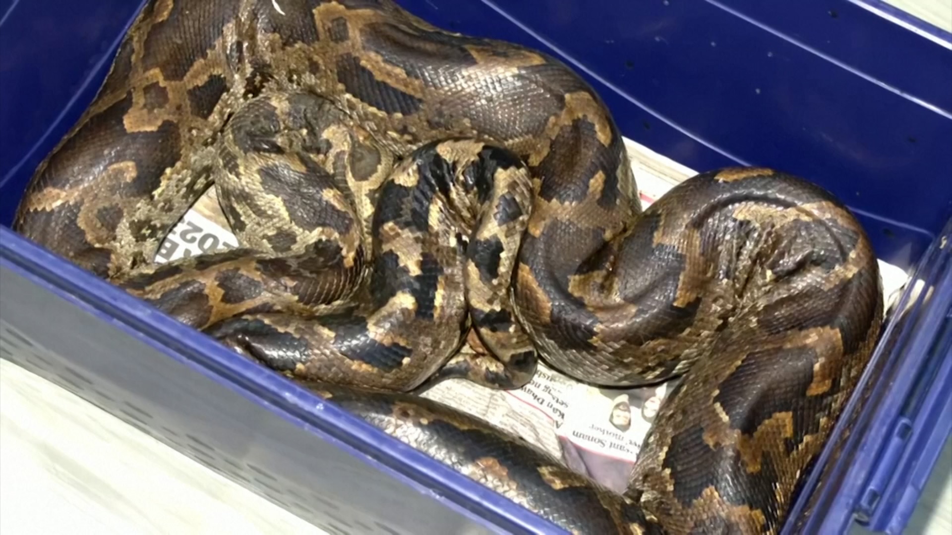 ভারতে অজগরের অস্ত্রোপচার!