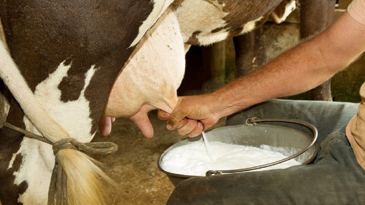৫০ টাকায় দুধ কিনে বিক্রি হচ্ছে দ্বিগুণ দামে, বরাবরই বঞ্চিত খামারি