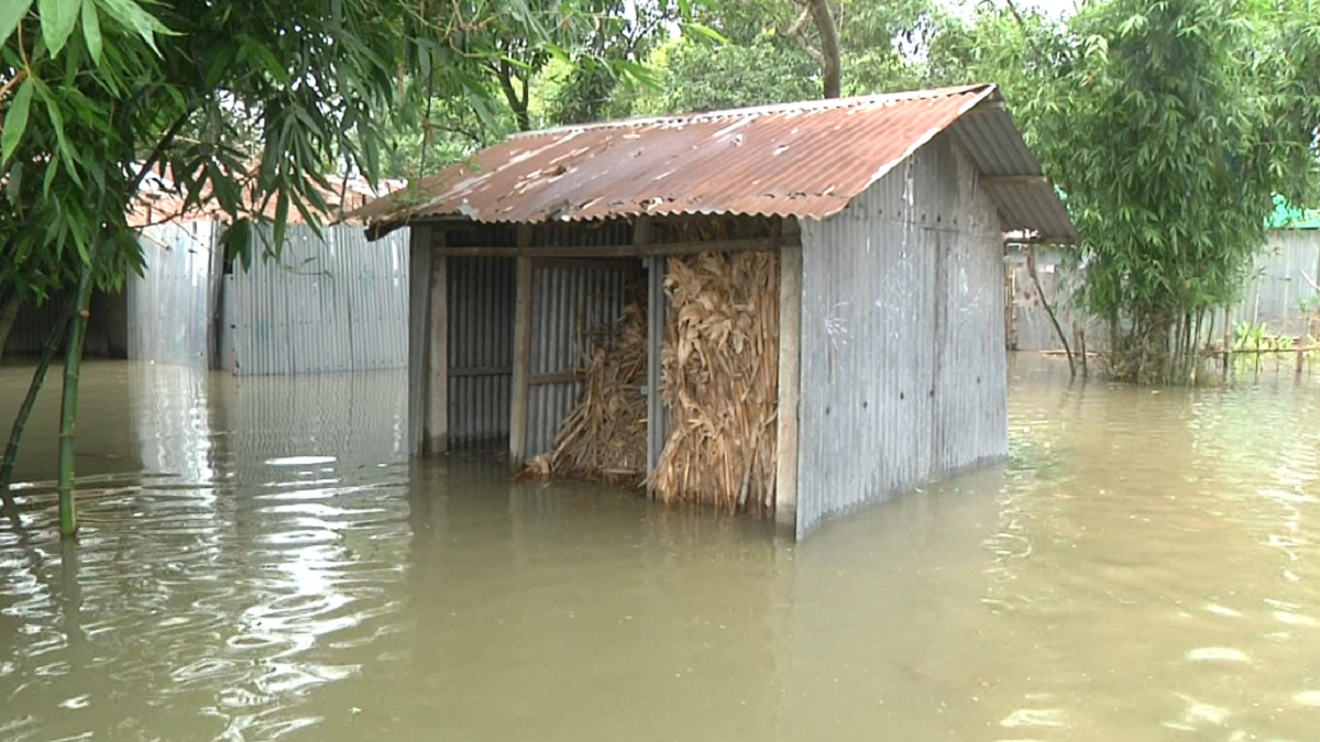 মৌসুমে সপ্তমবারের মতো বন্যা, দিশাহারা তিস্তা অববাহিকার মানুষ