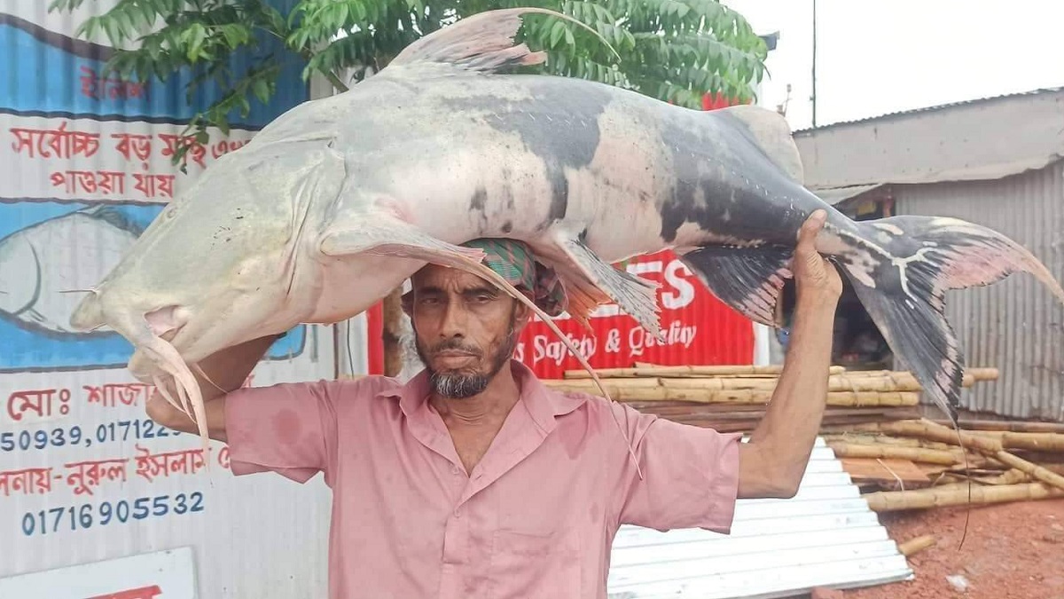 পদ্মার বাঘাইড় বিক্রি হলো অর্ধলক্ষ টাকায়