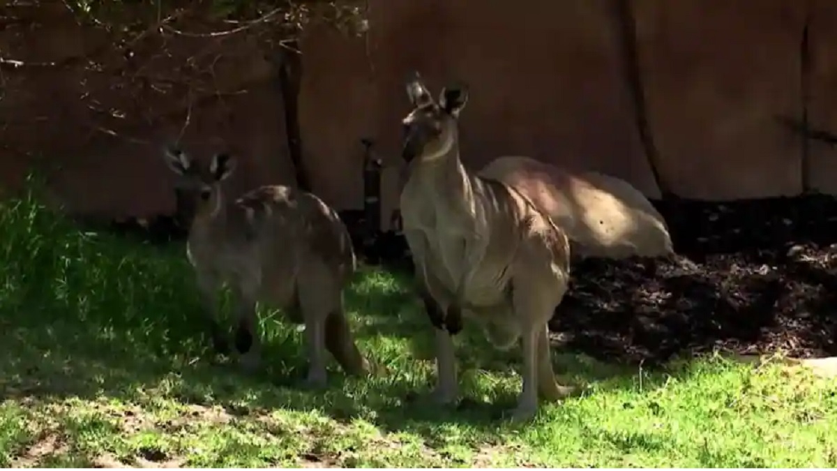 তীব্র গরমে ক্যালিফোর্নিয়ার চিড়িয়াখানায় প্রাণীদের জন্য নেয়া হলো অভিনব ব্যবস্থা