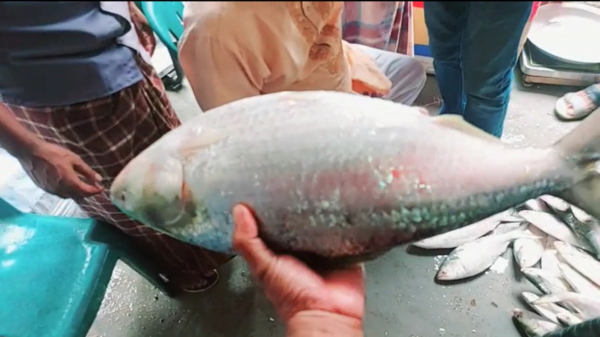 বঙ্গোপসাগরে ধরা পড়লো ৩ কেজি ওজনের এক ইলিশ